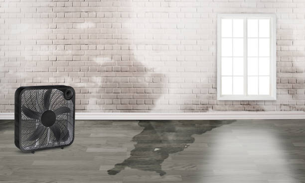 Best Carpet water damage restoration  in Myrtle Creek, OR